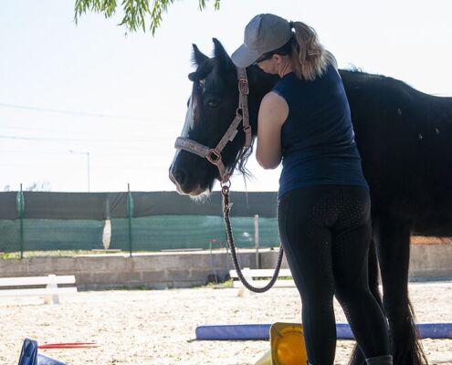 Pferde Training / Horsemanship, Österreich - Persönlichkeitsbildung mit Pferd