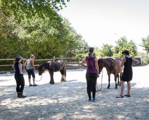 Ausbildung Pferdegestütztes Coaching - Dragahof, Niederösterreich